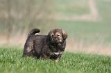 DOGUE DU TIBET 294